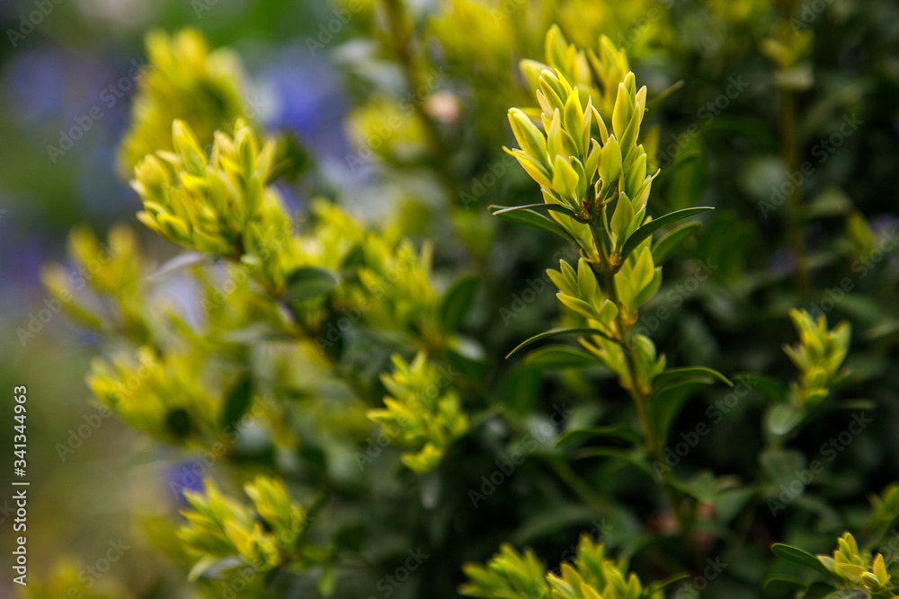 flowering twigs of trees. Spring
flowering twigs of trees. Spring