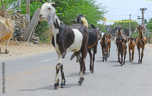 Goat herd walk on empty road during curfew imposed in 28 village after new case of COVID-19 on the outskirts of Beawar  Rajasthan  India.