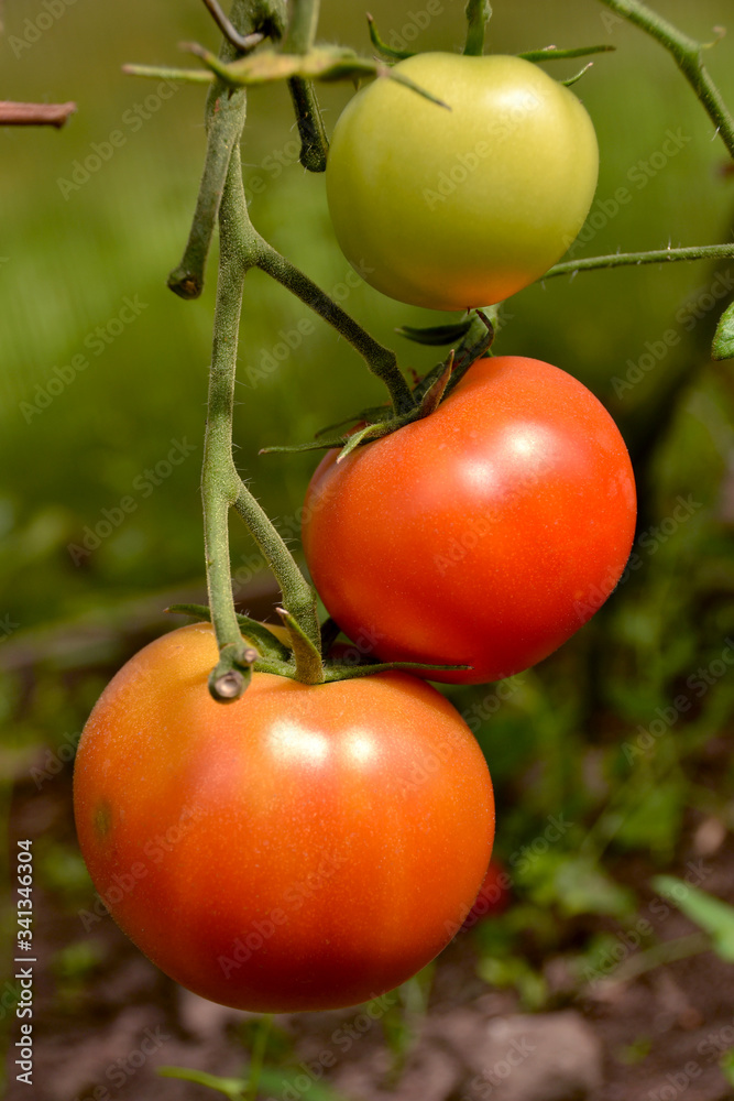 Beautiful ripe red and green organic tomatoes in a greenhouse in the garden. Close up, macro view.