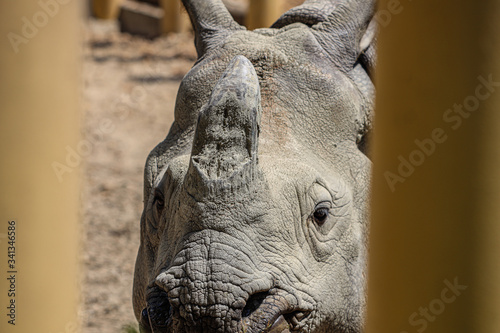close up of a rhinoceros head