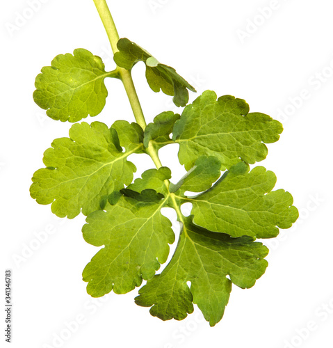 Foto Celandine plant on an isolated white background. Healing grass.