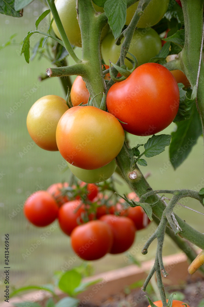Beautiful ripe red and green organic tomatoes in a greenhouse in the garden. Close up, macro view.