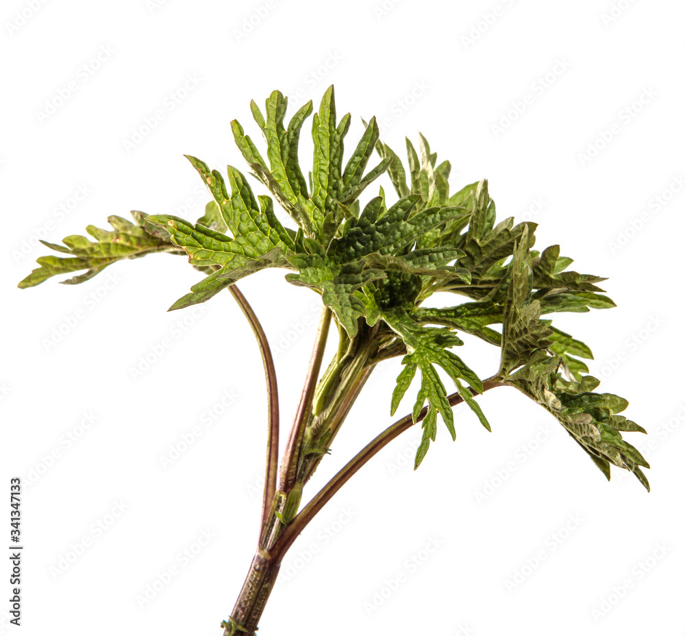 young peony sprouts on an isolated white background. young peony sprouts on an isolated white background.