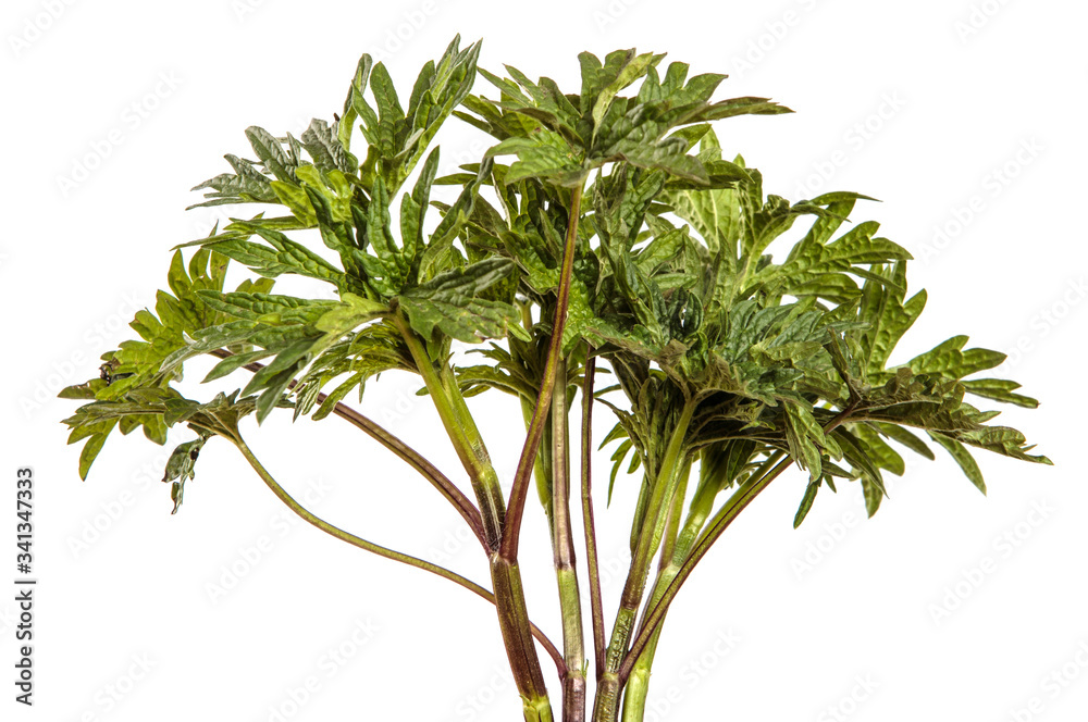 Fototapeta premium young peony sprouts on an isolated white background.