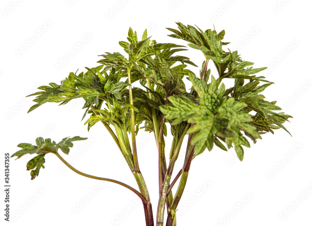 Fototapeta premium young peony sprouts on an isolated white background.