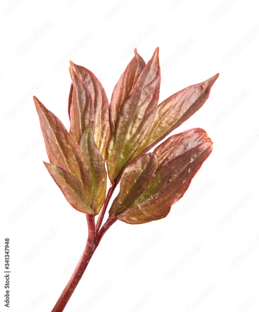 Obraz premium young burgundy peony leaves on an isolated white background close-up