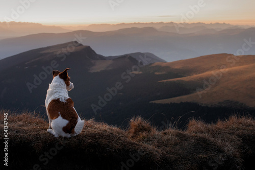 Foto dog in the mountains