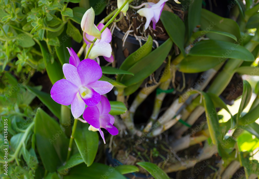 Purple orchids that bloom beautifully on the tree.