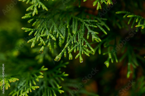 Closeup of Beautiful green christmas leaves of Thuja trees on green background. Thuja twig, Thuja occidentalis is an evergreen coniferous tree. Platycladus orientalis also known as Chinese thuja, Ori 