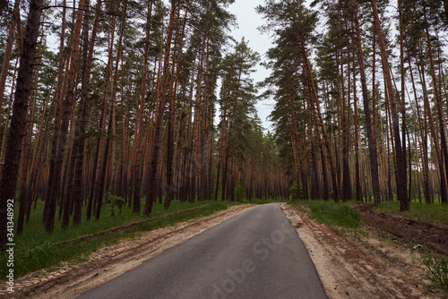 Coniferous and mixed forest. The road through the forest. Beautiful tall green trees
