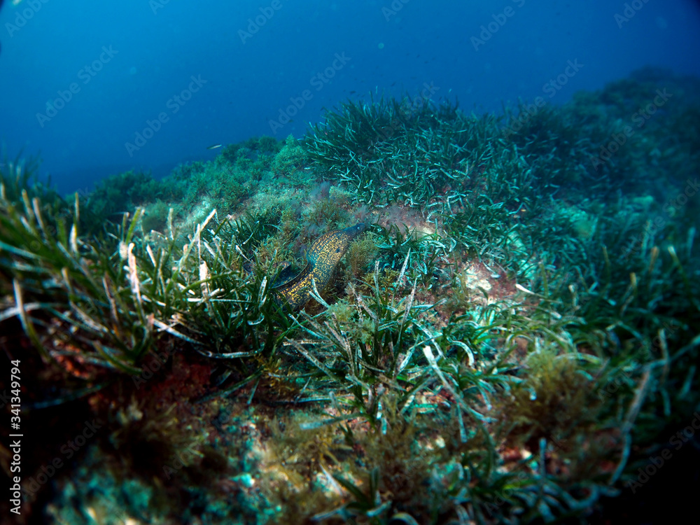 Obraz premium Scuba Diving Malta Gozo Comino