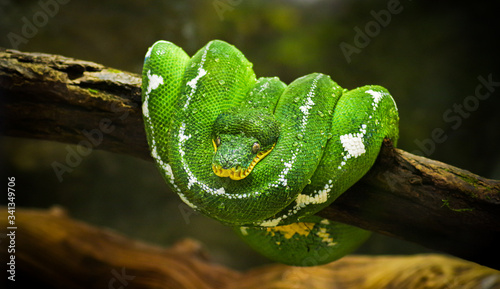 A nice green snake on a branch.