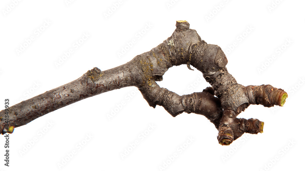 Dry branch of a fruit tree on an isolated white background. Snag.