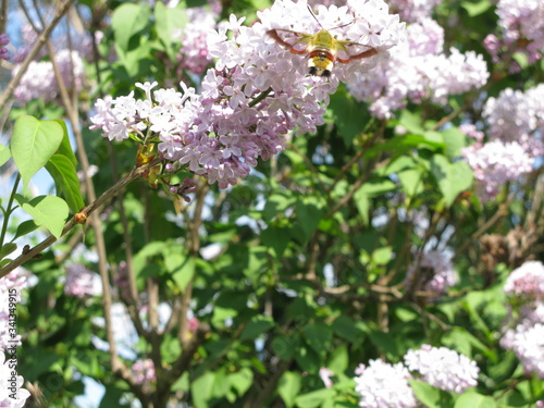 papillon