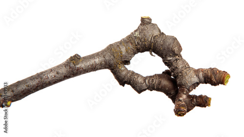 Dry branch of a fruit tree on an isolated white background. Snag.