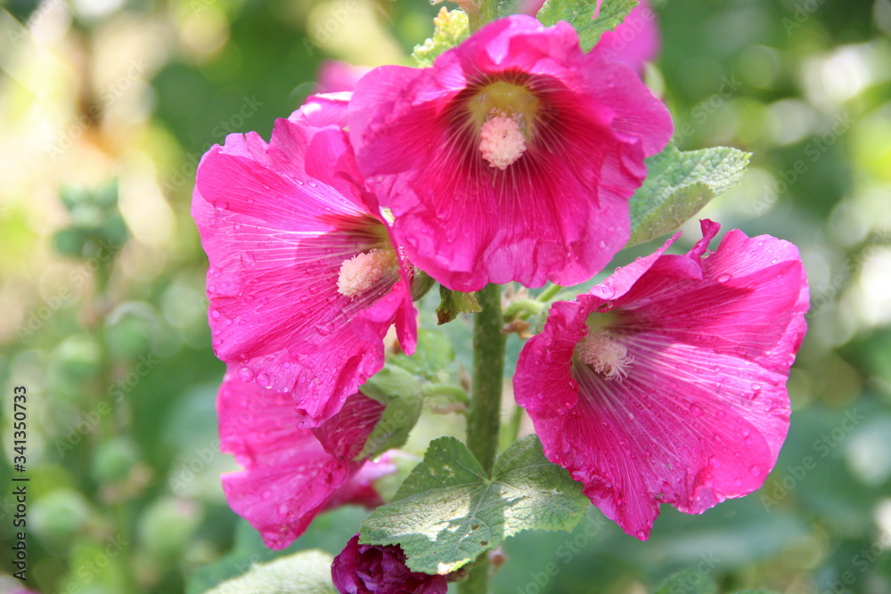 Obraz premium Beautiful floral landscape. Natural macro background. Beautiful pink mallow in the morning sun. Droplets of morning dew. Hd wallpaper nature wallpapers for desktop backgrounds.
