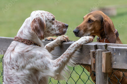 Valokuvatapetti Segugio Italiano and English Setter staring at each other over a fence standing on their hind paws