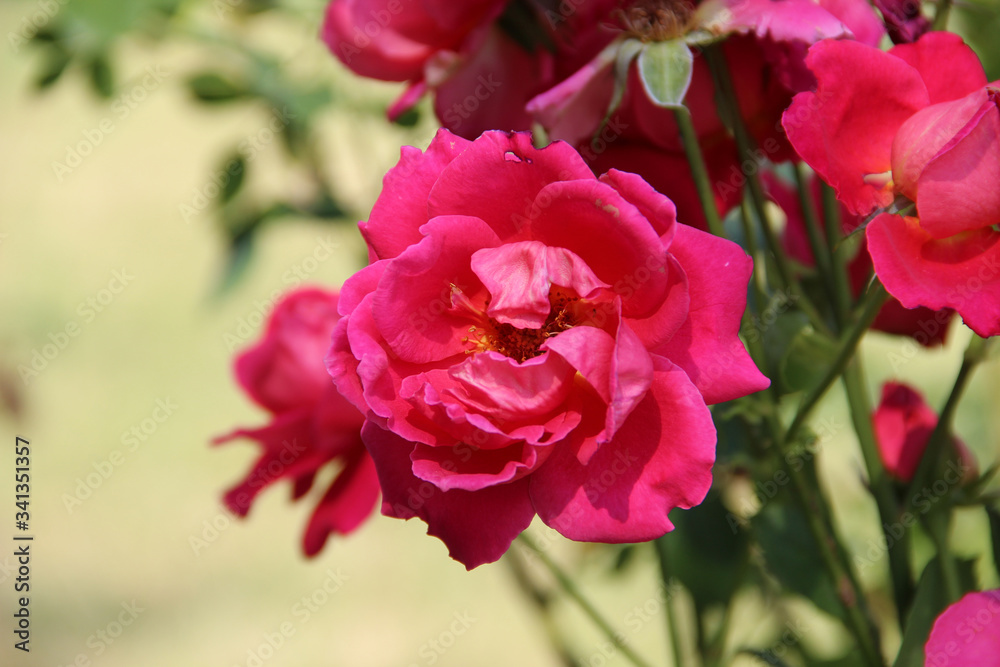 Beautiful pink tender rose flower. Natural floral background. Hd wallpaper flowers nature wallpapers for desktop backgrounds.