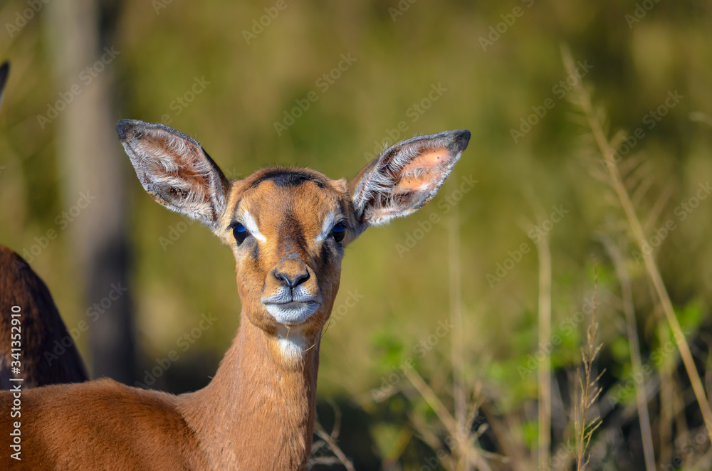 impala or Oribi antelope portrait impala or Oribi antelope portrait