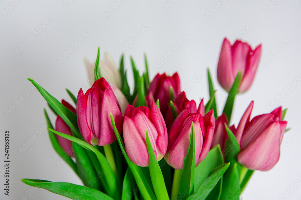 Spring seasonal flowers tulips on a plain background