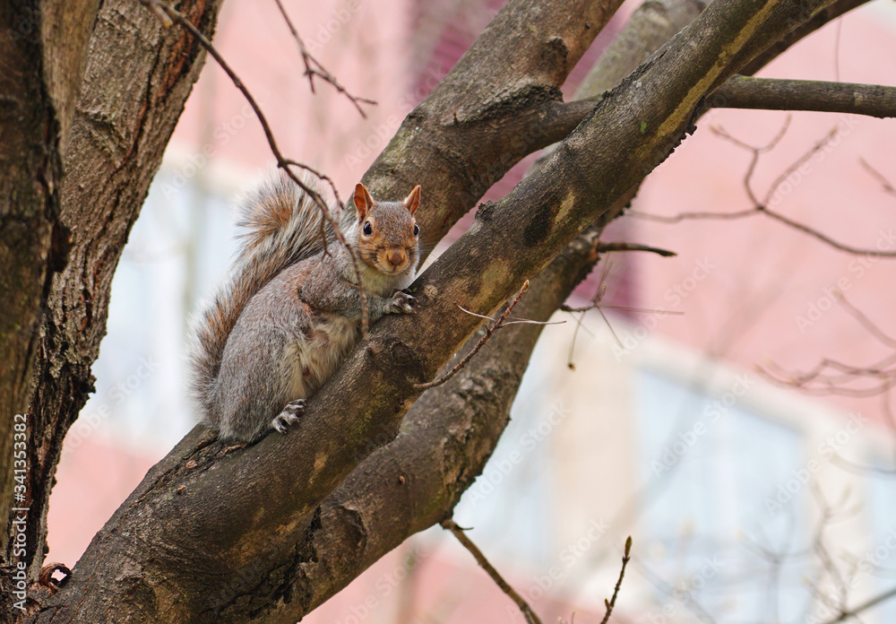 Furry Eastern gray squirrel (sciurus carolinensis) on a tree in New Jersey