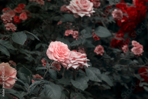 Blooming pink and red roses flowers in mystical garden on mysterious fairy tale spring or summer floral background, fantasy nature dreamy evening landscape toned in low key, dark tones and shades