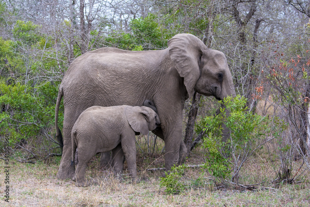 African elephant (Loxodonta africana) mother and calf 