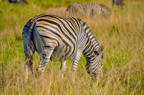 Zebra feeding at Tala Game reserve South Africa