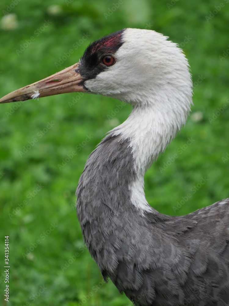 Fototapeta premium Black-crowned crane