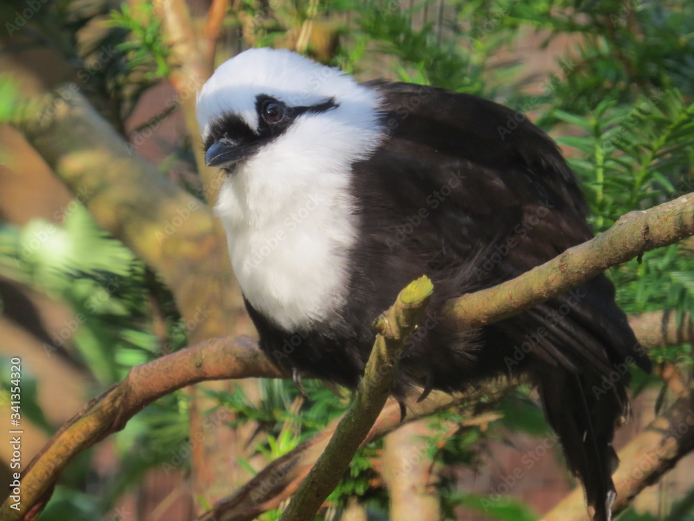 Fototapeta premium Black and White Harling