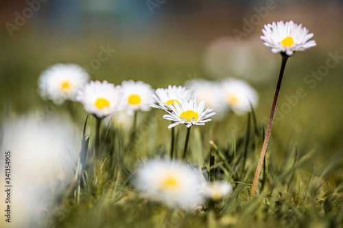 white daisies in a field