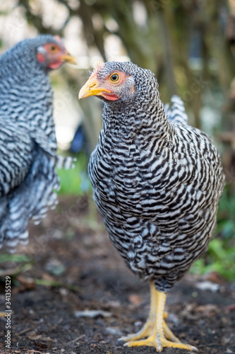 free range chicken