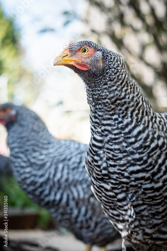 free range chicken