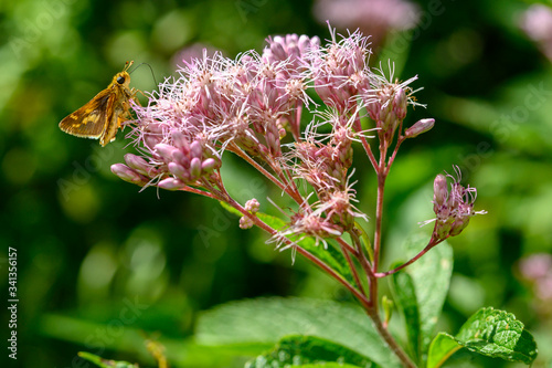joe-pye weed with a duskywing butterfly feeding on nectar
