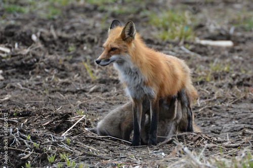 Mother Fox and cubs © Carol Hamilton