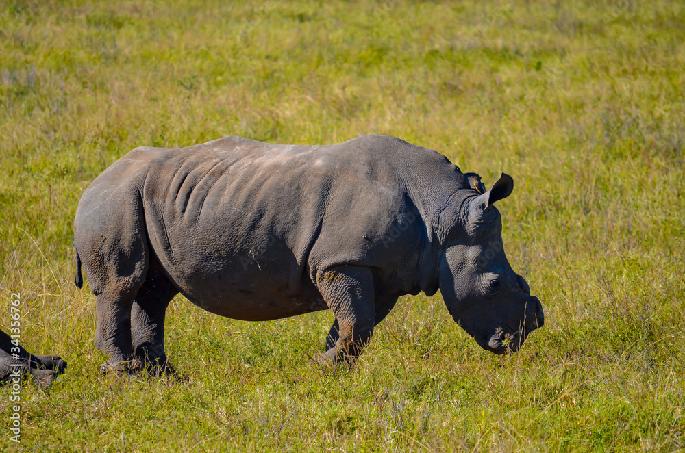 Obraz premium Rhinoceros feeding at Tala Game reserve South Africa