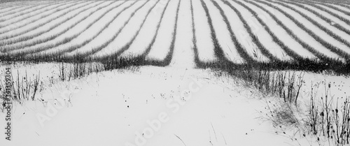 winter field photo