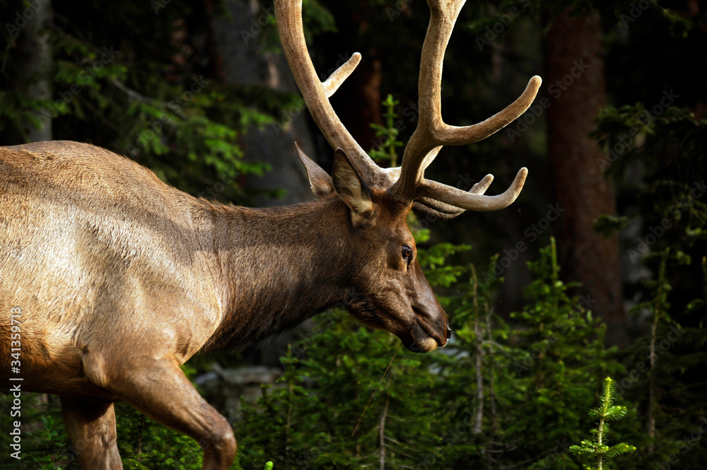 buck deer wild nature