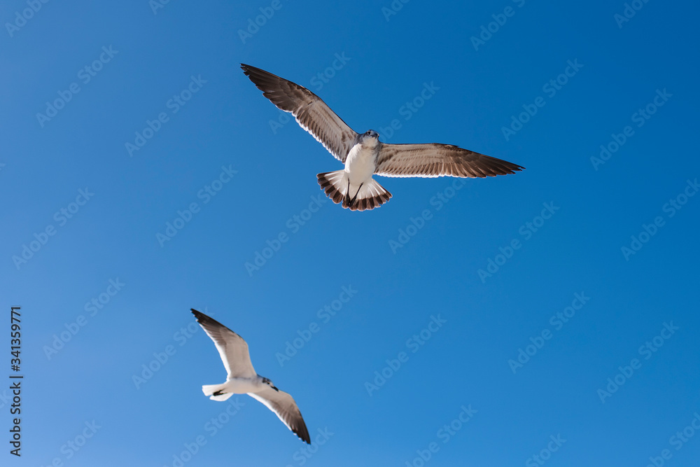 Obraz premium two seagulls flying in the deep blue sky