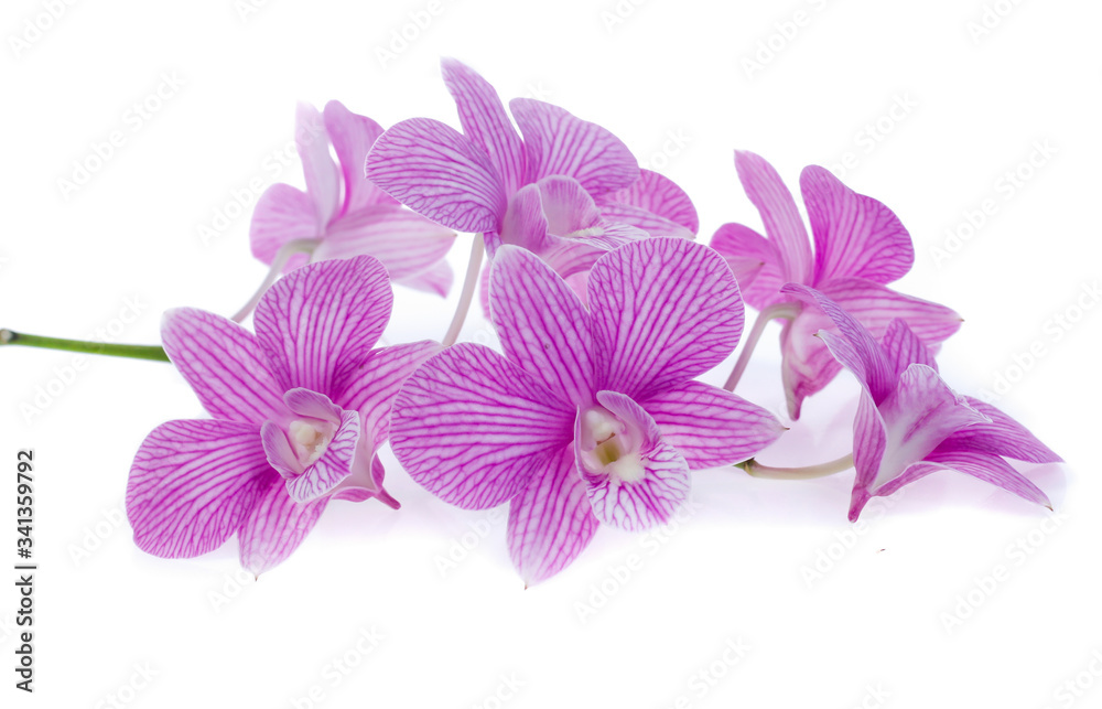 pink orchid flowers isolated on white background pink orchid flowers isolated on white background