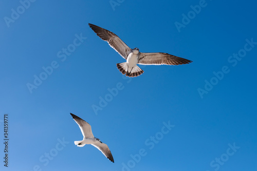 two seagulls flying in the deep blue sky
