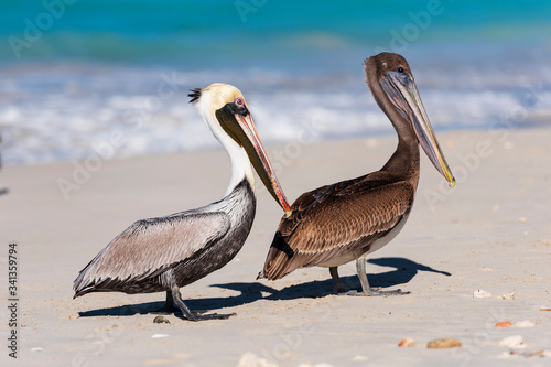 two white and brown pelicans on the beach of varadero cuba