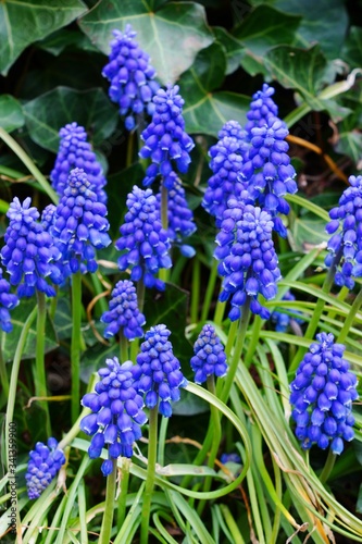 Purple blue spikes of muscari flowers in spring