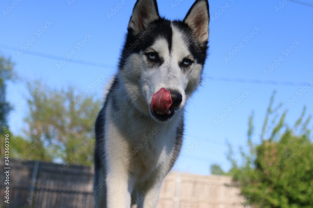 Husky with his tongue out 