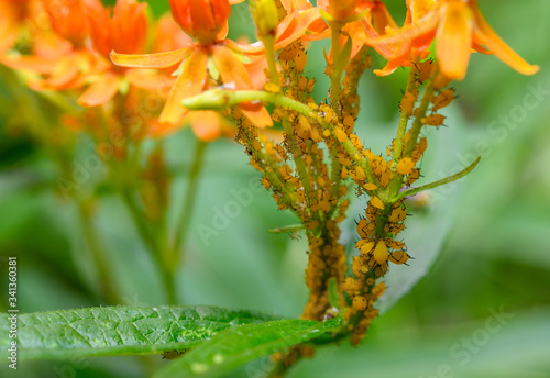 Oleander aphids infesting butterfly milkweed. Milkweed is vital for the monarch butterfly life cycle but aphid infections severely reduce milkweed seed fertility