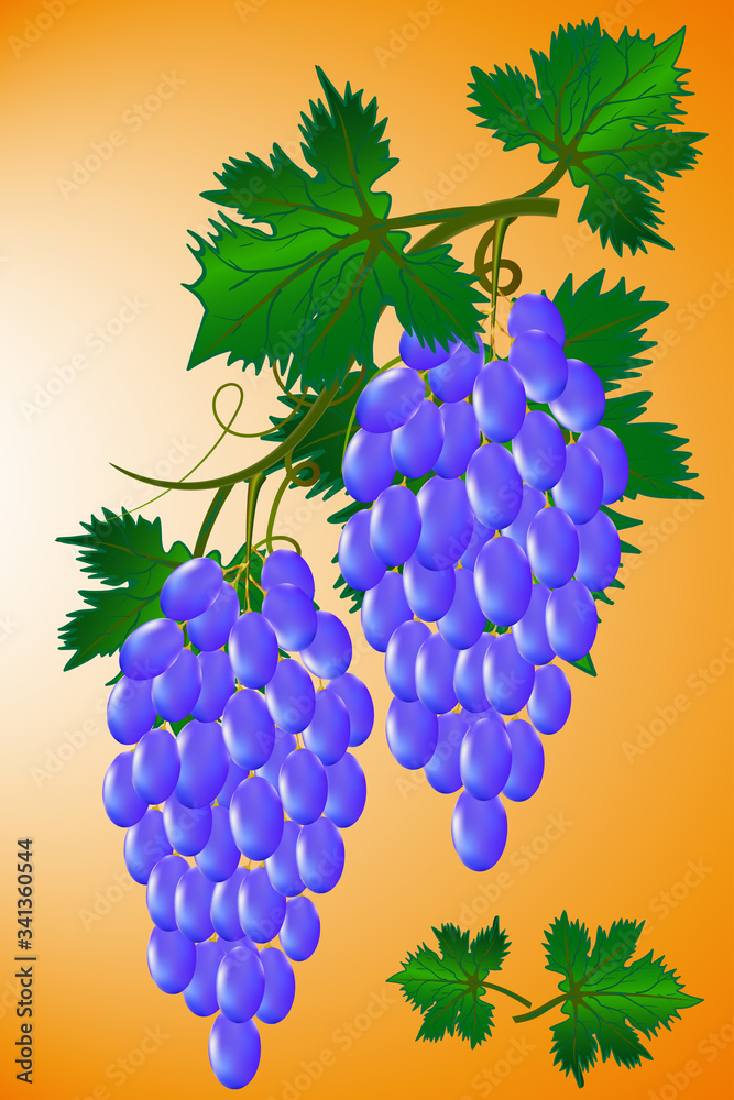 Obraz premium Images of a vine with tasty and sweet grapes, bunches of grapes with foliage.