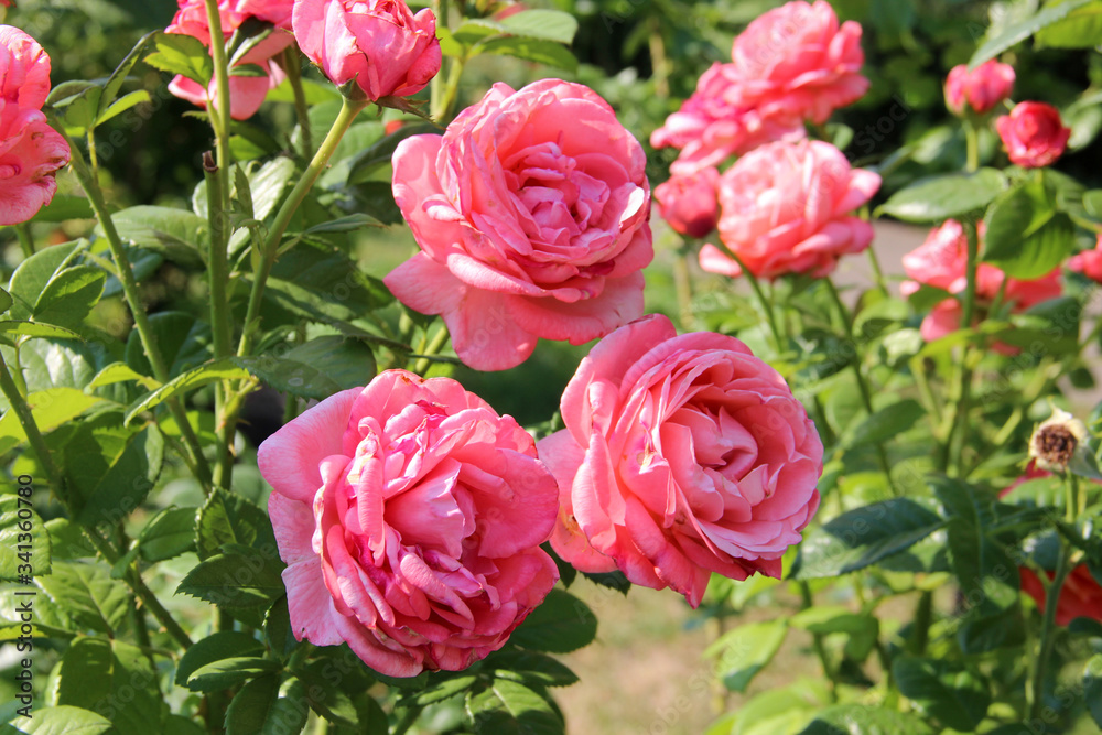 Beautiful tender roses flowers in the garden. Natural floral background ...