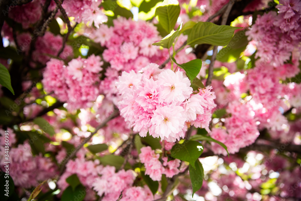 Beautiful cherry blossom sakura in spring time over blue sky. Spring time in the nature. Botanical garden, sakura blossoms, tree pink flowers, closeup. Beautiful cherry blossom sakura in spring time over blue sky. Spring time in the nature. Botanical garden, sakura blossoms, tree pink flowers, closeup.