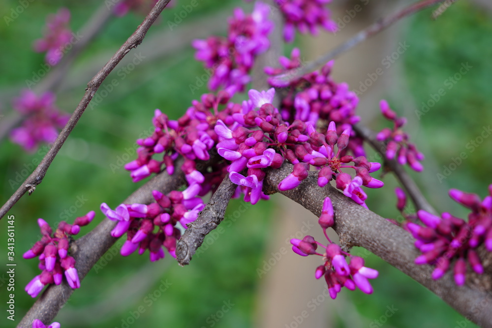 A redbud, or cercis, tree with pink flowers in spring A redbud, or cercis, tree with pink flowers in spring