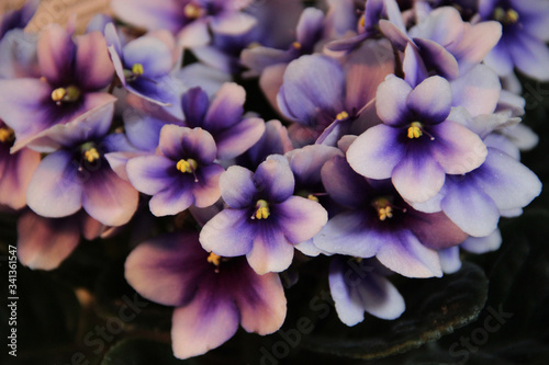 Beautiful Saintpaulia. Uzumbar violets. Indoor flowers. Natural floral macro images. Hd wallpaper flowers nature wallpapers for desktop backgrounds. photo